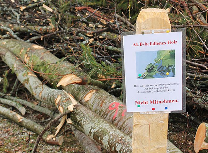 Gefälltes Holz wird vom Pflanzenschutzdienst als «ALB-befallenes Holz» markiert und darf von niemandem als Brennholz genutzt werden. Bild: Reinhard Lässig, WSL