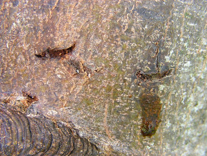 Encoche de ponte en forme d'incision (© D. Hölling, WSL)