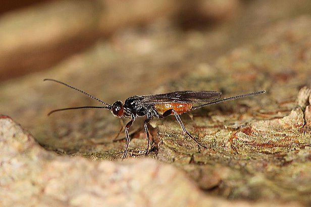 Coeloides bostrichorum, une guêpe ichneumon