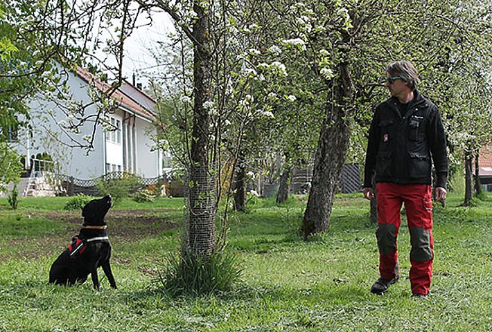 Der Spürhund von Daniel Hagemeier (Anoplophora Spürhunde Schweiz) hat Witterung aufgenommen. Der Labrador Retriever hält seine Nase in den Wind bellt. Bild: Reinhard Lässig, WSL