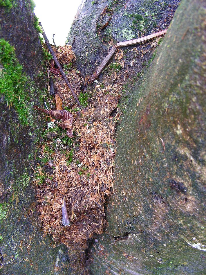 Sciure à l'aisselle d'une branche (© D. Hölling, WSL)
