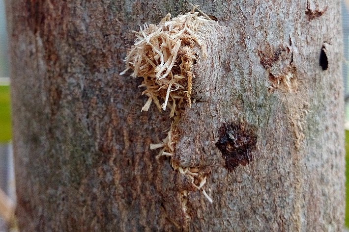 Rejet de sciure grossière (© D. Hölling, WSL)