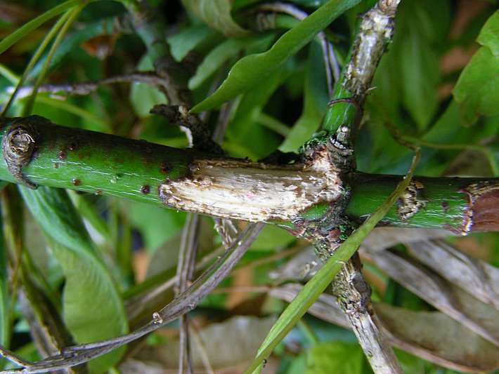 Forage de maturation sur un jeune rameau (© D. Hölling, WSL)