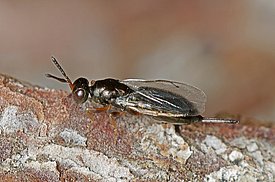 Roptrocerus xylophagorum, un parasitoïde