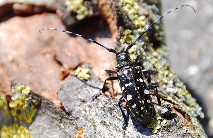 Long d'environ trois centimètres, le capricorne asiatique noir arbore des élytres couverts de points blancs à jaunâtres. Il est considéré en Europe comme un «organisme nuisible particulièrement dangereux».