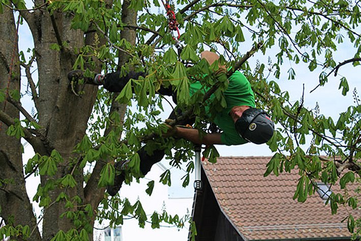 Avant l'envol des capricornes adultes, deux arboriculteurs encordés inspectent sur le feuillu suspect à la recherche d'une infestation éventuelle.