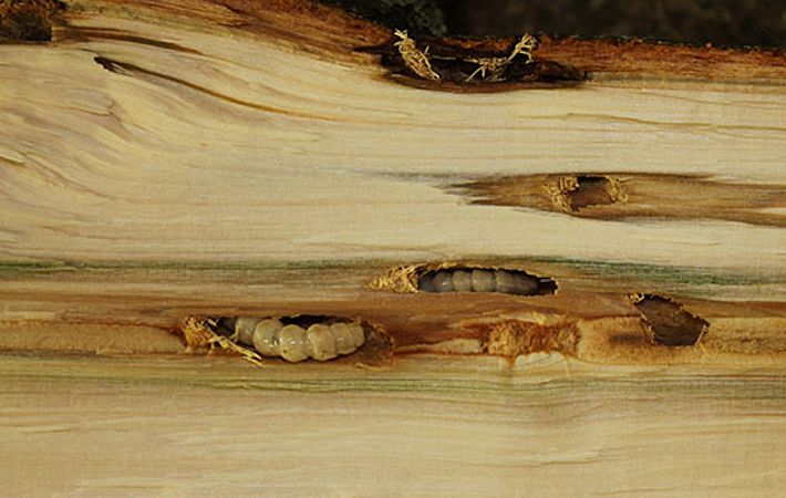 Die Forschenden der WSL fanden im gefällten und aufgespaltenen Holz zahlreiche Larven des Asiatischen Laubholzbockkäfers. Bild: Reinhard Lässig, WSL