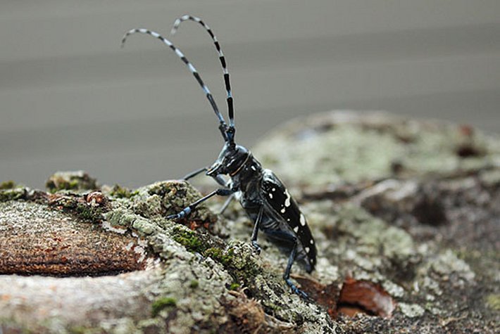 Ce capricorne asiatique a été découvert en juillet 2014 à Marly, dans le canton de Fribourg. Plus de 150 insectes adultes y ont été capturés.