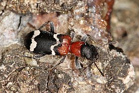 Thanasimus formicarius