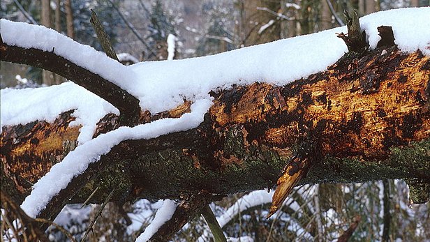 Überwinterung