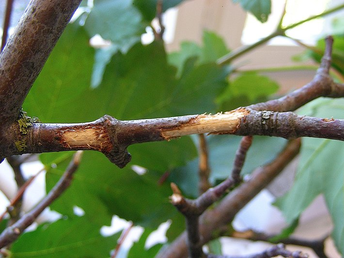 Forage de maturation sur un jeune rameau (© D. Hölling, WSL)