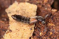 Nahaufnahme eines Phloeopora testacea Käferlarve mit braunem und schwarzem Körper auf braunem Boden und Holzstück