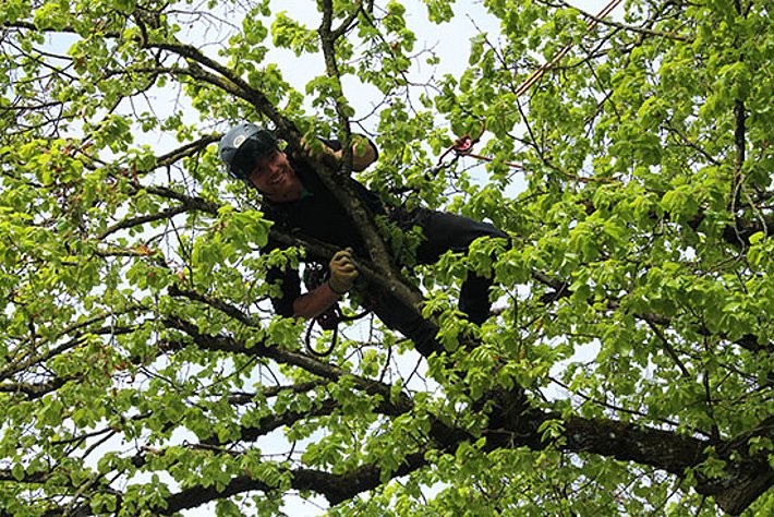 Un arboriculteur examine un feuillu suspect à la recherche d'un éventuel foyer de capricorne asiatique. 