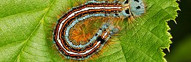 Insectes forestiers indigènes