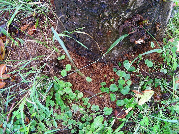 Sciure au pied d'un arbre (© D. Hölling, WSL)
