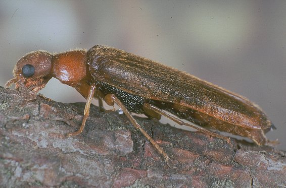 Werftkäfer