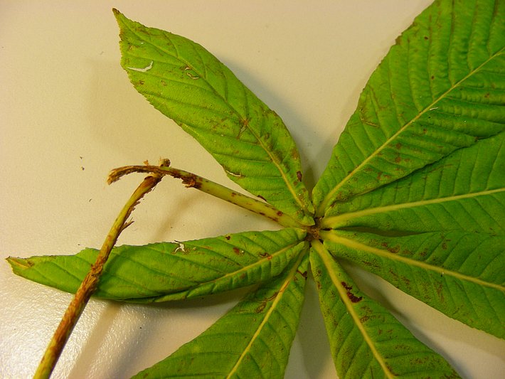 Forage de maturation sur un pétiole (© D. Hölling, WSL)