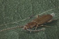 Brauner Käfer Placonotus testaceus mit langgestrecktem Körper und langen Fühlern auf grüner Blattoberfläche