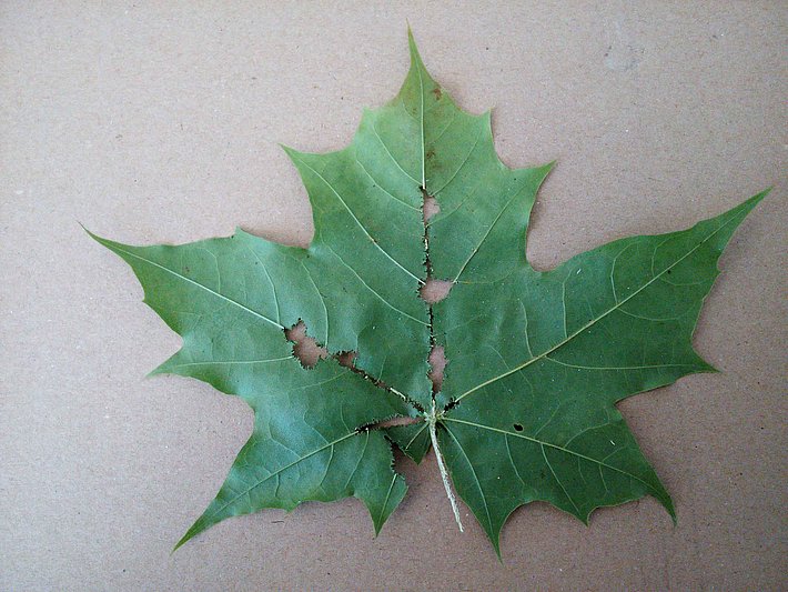 Forage de maturation sur un pétiole (© D. Hölling, WSL)