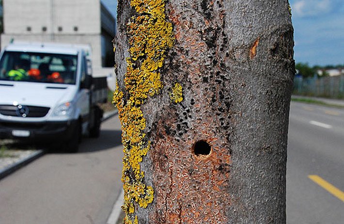Bereits 2012 fand man in Winterthur 150 Käfer und etwa 330 Larven. Die Randsteine aus Granit kamen aus Ostasien über den Rhein nach Basel und wurden in Lattenkisten am Rande der Sulzerallee gelagert. Bild: Alexander Angst, WSL